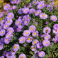 100 Purple NEW ENGLAND ASTER (Michaelmas Daisy) Aster Novae var Angliae Flower Seeds