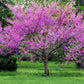 40 GIANT REDBUD TREE Cercis Gigantea Pink Purple Flower Seeds