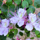 20 CAPER BUSH Edible Capers Flinders Rose Flower Capparis Spinosa Shrub Seeds