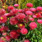 250 Double RED CHINA ASTER Callistephus Chinensis Flower Seeds