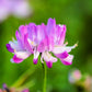 50 MILK VETCH Astragalus Sinicus Pink Purple Flower Ground Cover Legume Seeds