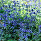 25 BLUE Star SEA HOLLY Eryngium Alpinum Flower Seeds