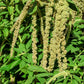 150 AMARANTHUS GREEN TAILS Amaranthus Caudatus Flower Seeds