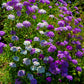 2000 TALL MIX CANDYTUFT Iberis Umbellata Mixed Colors Ground Cover Flower Seeds