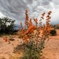 20 Apricot DESERT GLOBEMALLOW Mallow Sphaeralcea Ambigua Flower Seeds