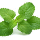 25 Orange MANDARINA BALM Mandarin Lemon Balm Melissa Officinalis Herb Seeds