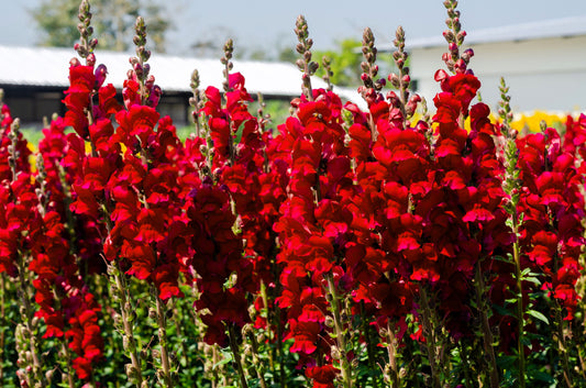 250 RUBY RED SNAPDRAGON Antirrhinum Majus Flower Seeds