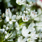 10 WHITE ALLIUM Neapolitanum Flowering or Naples Onion, Neopolitan or Daffodil Garlic Ornamental Flower Seeds