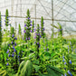 1000 CHIA SAGE / SALVIA Salvia Hispanica Flower Seeds