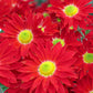100 RED ROBINSONS DAISY Painted Chrysanthemum Coccineum Pyrethrum Flower Seeds