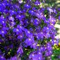 200 Lavender & White MRS CLIBRAN LOBELIA Erinus Flower Seeds