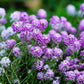 500 Sweet ALYSSUM ROYAL CARPET Lobularia Maritima Violet Blue Flower Seeds