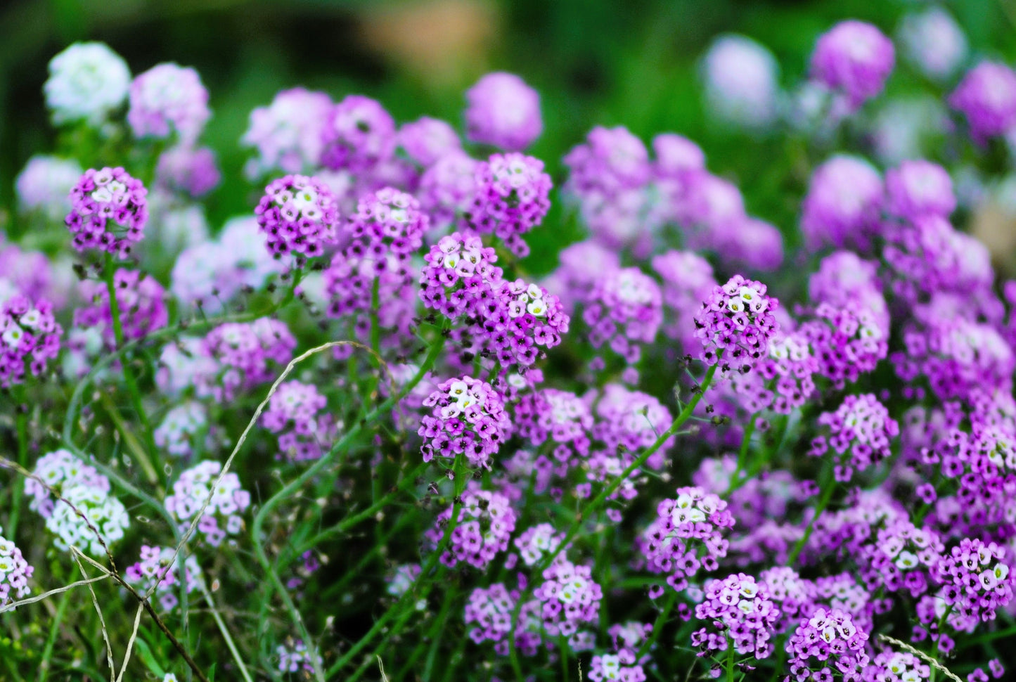 500 Sweet ALYSSUM ROYAL CARPET Lobularia Maritima Violet Blue Flower Seeds