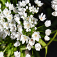 10 WHITE ALLIUM Neapolitanum Flowering or Naples Onion, Neopolitan or Daffodil Garlic Ornamental Flower Seeds