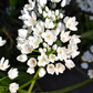 10 WHITE ALLIUM Neapolitanum Flowering or Naples Onion, Neopolitan or Daffodil Garlic Ornamental Flower Seeds