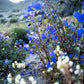 200 CALIFORNIA BLUEBELL (Wild Canterbury Bells / Desert Blue Bell) Phacelia Campanularia Flower Seeds