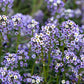 500 Sweet ALYSSUM PASTEL CARPET Mix Lobularia Maritima Flower Seeds