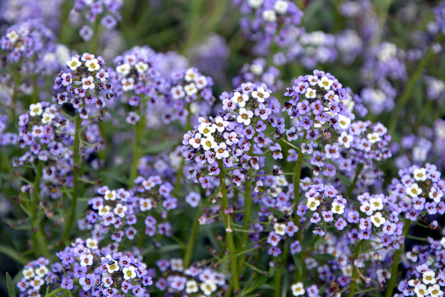 500 Sweet ALYSSUM PASTEL CARPET Mix Lobularia Maritima Flower Seeds