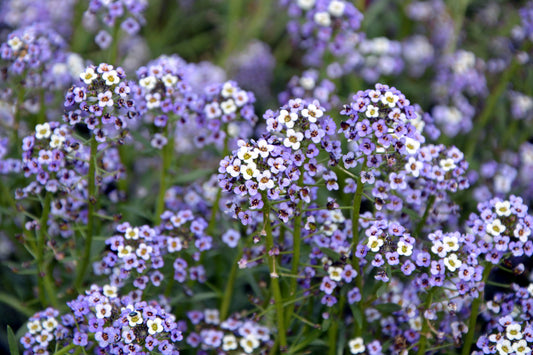 100 WONDERLAND BLUE ALYSSUM Lobularia Maritima Flower Seeds