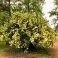 10 Yellow MANCHU ROSE Bush Rosa Xanthina Hummingbird Flower Seeds