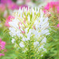 200 WHITE QUEEN CLEOME (Spider Flower) Cleome Hassleriana Cleome Spinosa Flower Seeds