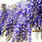 5 BLUE CHINESE WISTERIA Sinensis Ornamental Vine Climber Blue Violet Purple Flower Seeds