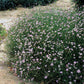 50 Light Pink TUNIC FLOWER Coat Flower Petrorhagia Saxifraga Saxifrage Seeds