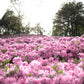 50 PINK ROYAL AZALEA Rhododendron Schlippenbachii Bush Shrub Flower Seeds
