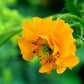 10 Yellow Lady Stratheden GEUM Chiloense Flower Seeds