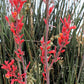 25 RED YUCCA Hesperaloe Parviflora aka Hummingbird, Coral, & Texas Yucca Flower Seeds