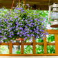200 LILAC Purple LOBELIA REGATTA Lobelia Erinus Flower Seeds