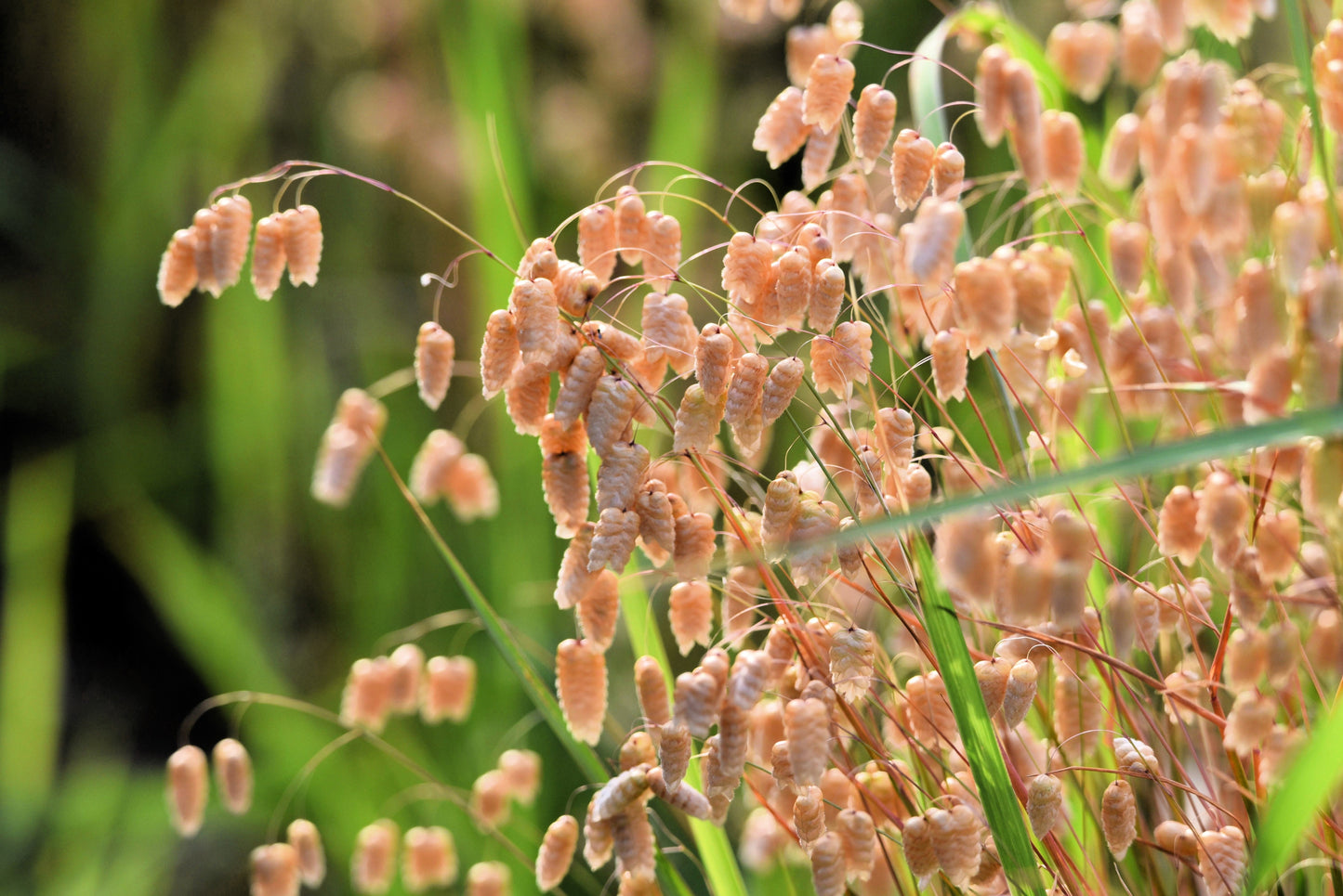 100 QUAKING GRASS (Rattlesnake Grass) Briza Maxima Seeds
