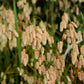 100 QUAKING GRASS (Rattlesnake Grass) Briza Maxima Seeds