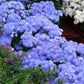 250 Dwarf BLUE BEDDER AGERATUM aka Floss Flower Ageratum Houstonianum Flower Seeds