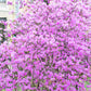 50 PINK ROYAL AZALEA Rhododendron Schlippenbachii Bush Shrub Flower Seeds