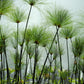 20 Cyperus PAPYRUS Paper Reed Water Plant Egyptian Nile Grass Yellow Flower Seeds