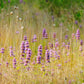 200 PURPLE WOOD MINT Blephilia Ciliata Downy Pagoda Horsemint Herb Flower Seeds