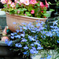 200 SKY BLUE LOBELIA Regatta Lobelia Erinus Flower Seeds
