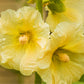 25 YELLOW HOLLYHOCK Alcea Rosea Flower Seeds Perennial