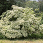 5 Flowering WHITE KOUSA DOGWOOD Cornus Kousa Tree Seeds