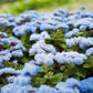 250 Dwarf BLUE BEDDER AGERATUM aka Floss Flower Ageratum Houstonianum Flower Seeds