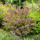10 PURPLE ACACIA Baileyana Purpurea Fernleaf Mimosa Cootamundra Wattle Tree Yellow Flower Seeds