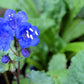 200 CALIFORNIA BLUEBELL (Wild Canterbury Bells / Desert Blue Bell) Phacelia Campanularia Flower Seeds