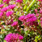 50 PURPLE CARPET SEDUM Spurium Coccineum Groundcover Flower Seeds