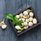 30 EASTER EGG PLANT (Easter Eggplant / Ornamental Eggplant / Nest Egg) Solanum Ovigerum Seeds
