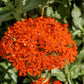 300 MALTESE CROSS Jerusalem Cross Lychnis Chalcedonica Campion Silene Flower Seeds