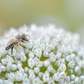 10 WHITE ALLIUM Neapolitanum Flowering or Naples Onion, Neopolitan or Daffodil Garlic Ornamental Flower Seeds