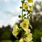 25 YELLOW HOLLYHOCK Alcea Rosea Flower Seeds Perennial