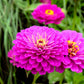 250 PURPLE PRINCE ZINNIA Elegans Flower Seeds