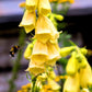 1000 Seeds MIXED FOXGLOVE Digitalis Purpurea Flower Seeds